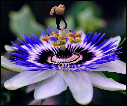 59200318_passiflora_10_passiflora.jpg, 134 KB